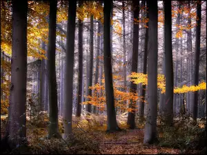 Kolorowe liście na jesiennych drzewach w lesie