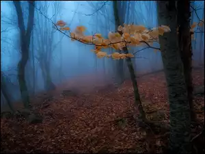 Las, Mgła, Liście, Jesień, Pożółkłe, Gałązka, Drzewa