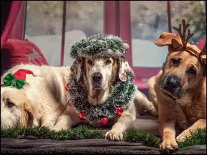 Pieski w ozdobach świątecznych