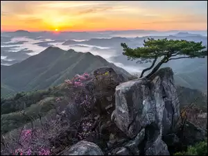 Sosna na skałach w Parku Daedunsan w Korei Południowej