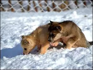 Dwa szczeniaki Siberian husky