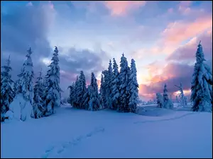 Drzewa, Wschód słońca, Ośnieżone, Zima, Chmury
