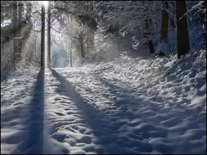 Śnieg, Zima, Światło, Cienie, Drzewa, Słoneczne