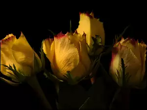 Róże, Cztery, Żółte