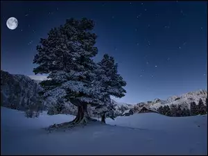 Ośnieżone drzewa nocą