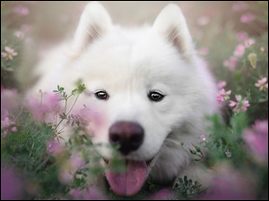 Samojed, Zbliżenie, Pies, Biały, Kwiaty