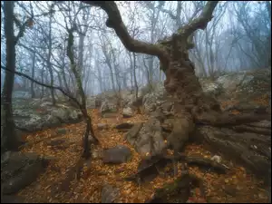 Opadłe liście wśród kamieni i wystających korzeni w lesie