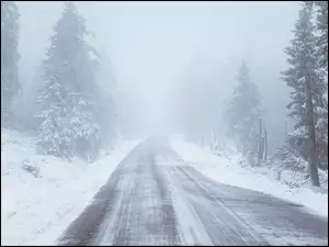Śnieg, Mgła, Zima, Droga, Drzewa