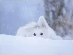 Owczarek szwajcarski w sniegu