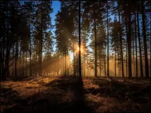 Słońce przebijające się przez leśne drzewa