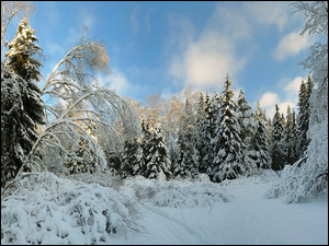 Śnieg, Zima, Krzewy, Świerki, Drzewa, Zaśnieżone