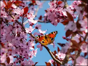 Motyl Pawie oczko na gałązkach kwitnącej wiśni