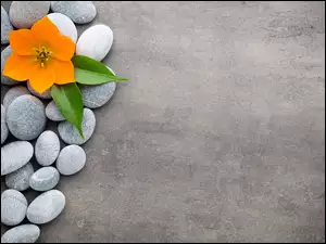 Liść, Kamienie, Pomarańczowy, Kwiat
