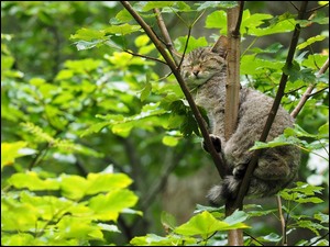 Siedzący kot na gałęzi
