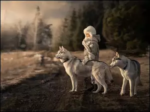 Siberian husky, Dziecko, Dwa, Psy