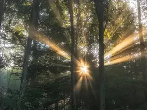 Promienie, Las, Drzewa, Przebijające światło