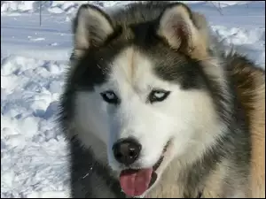 śnieg, język, Siberian Husky