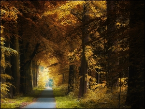 Droga w parku jesienią