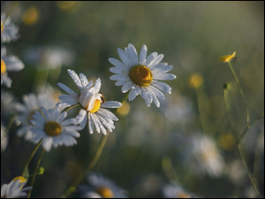 Pajączek, Kwiaty, Rumianki