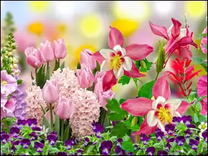 Malwy hiacynty tulipany i bratki w grafice
