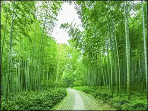 Zielone, Las, Bambusy, Droga, Drzewa, Roślinność