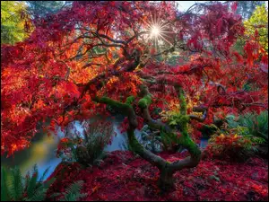 Jesień, Drzewo, Promienie słońca, Park, Staw, Klon japoński, Liście