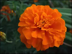 Pomarańczowy, Kwiat