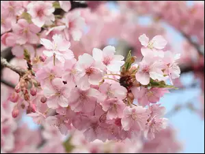 Gałązka kwitnącej na różowo wiśni