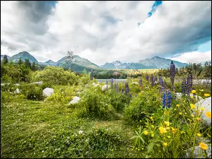 Kwiaty i kamienie na łące w słowackich Tatrach