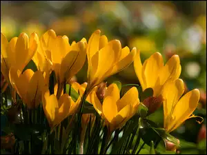 Kwiaty, Zbliżenie, Żółte, Krokusy, Kępka
