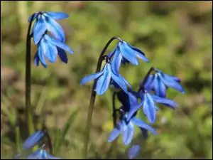 Cebulica syberyjska, Kwiaty, Niebieskie