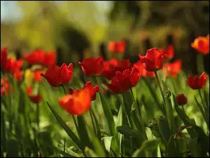 Rozmyte tło, Czerwone, Tulipany, Kwiaty