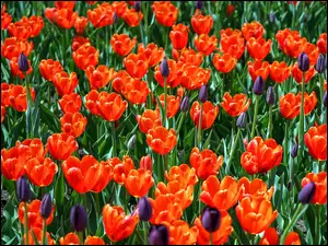 Kolorowe tulipany w polu