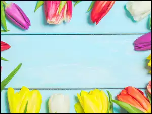 Kolorowe tulipany ułożone na niebieskim tle
