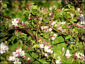 Kwitnące drzewo jabłoni