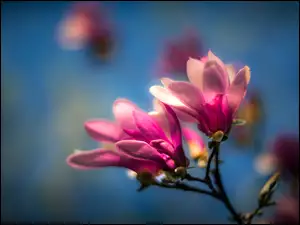 Kwiaty, Magnolia