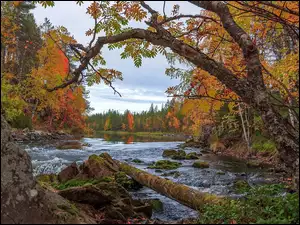 Rzeka, Jesień, Skały, Kamienie, Drzewa, Omszałe