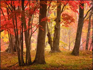 Jesienny las w Kraju Nadmorskim