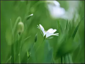 Trawa, Biały, Kwiat, Gwiazdnica
