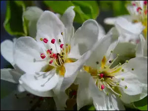 Kwiaty, Zbliżenie, Białe, Dwa, Drzewo owocowe