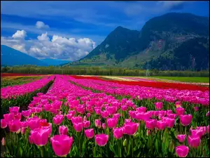 Pole tulipanów u podnórza gór