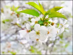 Drzewo owocowe, Liście, Kwiaty, Białe, Gałązka