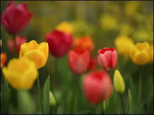Żółte, Kwiaty, Czerwone, Kolorowe, Tulipany