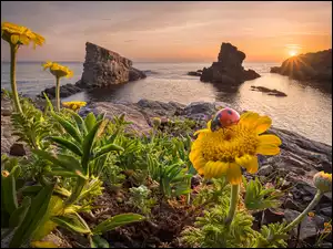 Biedronka na kwiatku na skalistym wybrzeżu morza Czarnego w Bułgarii