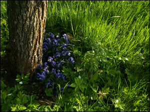 Fiołek trójbarwny pod drzewem wśród trawy