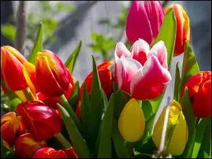 Bukiet wiosennych tulipanów