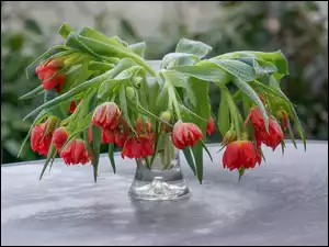 Oszronione tulipany