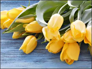 Tulipany, Kwiaty, Żółte, Nierozwinięte