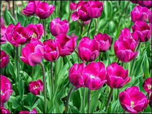 Wiosenne tulipany w ogrodzie