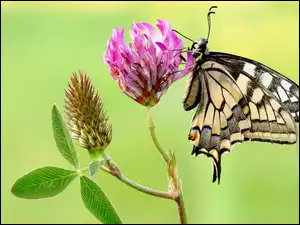 Motyl Paź królowej na roślinie